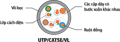 Dây Mạng UTP/CAT5E/VL - 24AWG